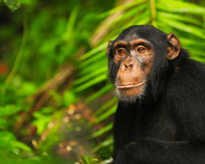 Chimpazee-Equatir-Uganda-Safaris
