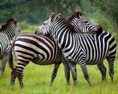 Zebra-Lake-Mburo-National-Park-Uganda-Safari